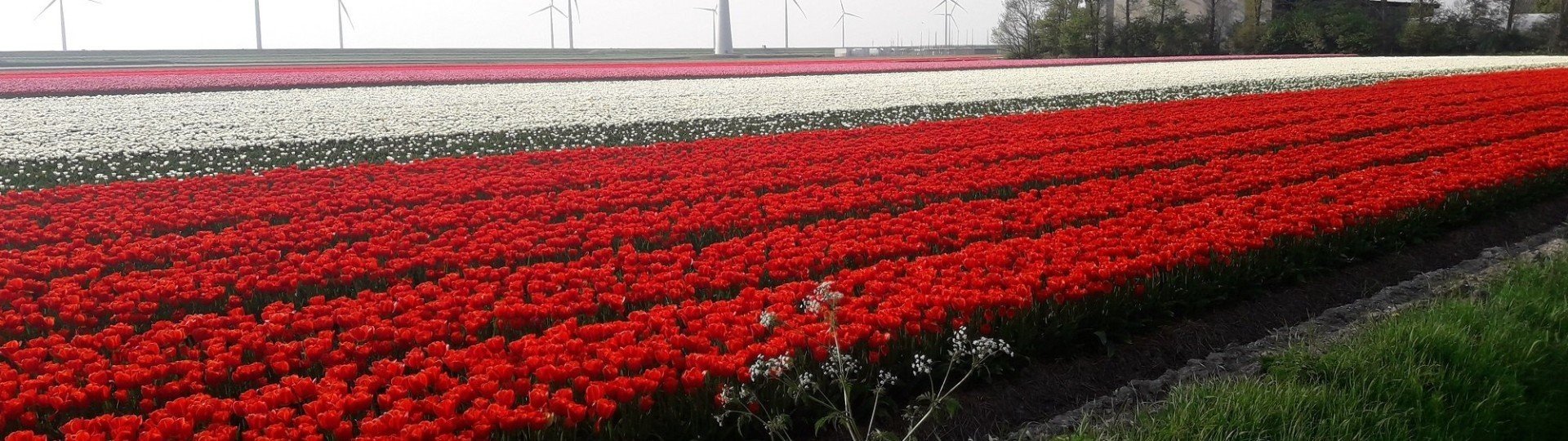 Tulpenveld met molens