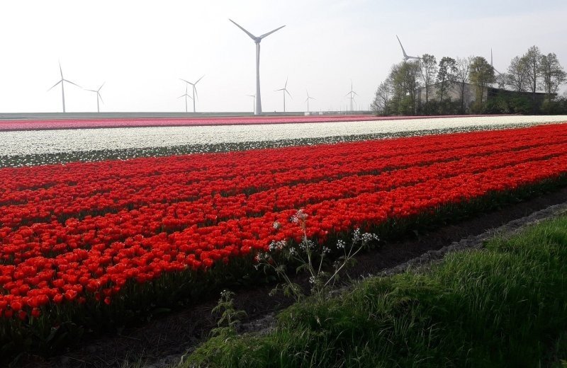 Tulpenroute Noordoostpolder